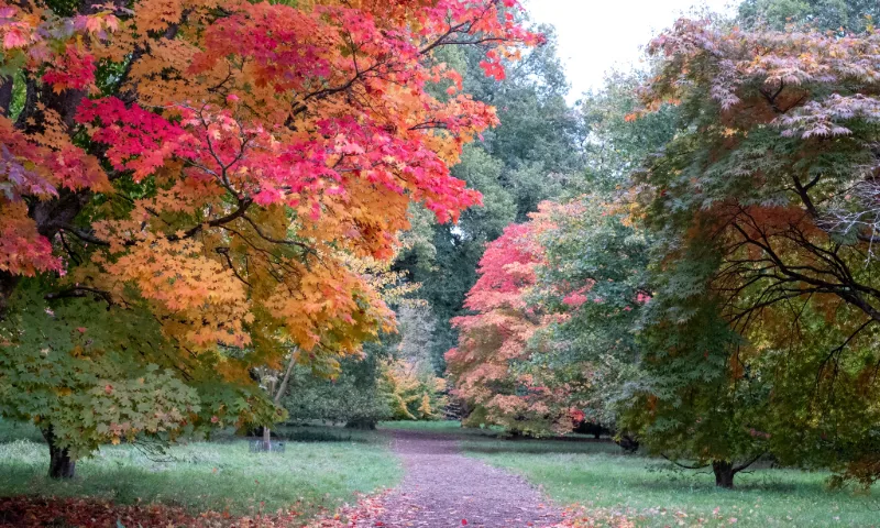 Renowned for its fantastic display of maples and acers, this arboretum bursts with vibrant reds, oranges, and yellows. Walk through the Acer Glade or take the elevated Maple Loop for striking vistas.
