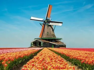 Mühle in Tulpenfeld Niederlande