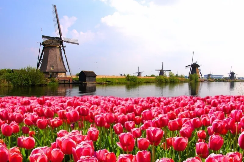 Tulipaner og vindmølle i Holland