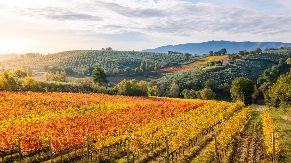 Sagrantino di Montefalco Vineyards in autumn, Umbria, Italy