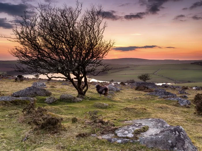 Bodmin Moor