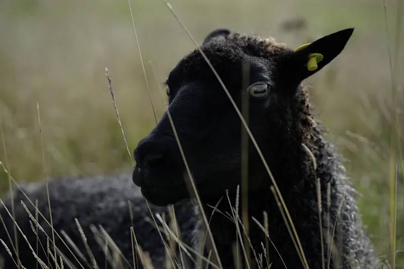 Schwarzes Schaf in dem Naturschutzgebiet Amager Fælled in Kopenhagen.