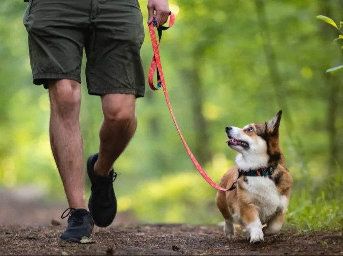 Dog Friendly Eco Stays