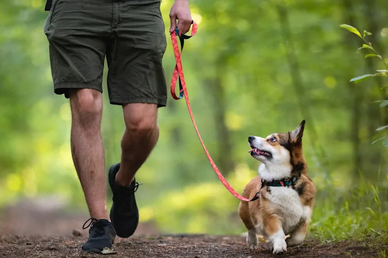 Mann mit Hund an der Leine im Wald beim Spazierengehen.