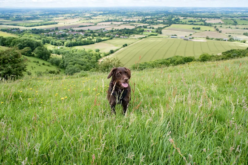 Dog-friendly holidays in Sussex