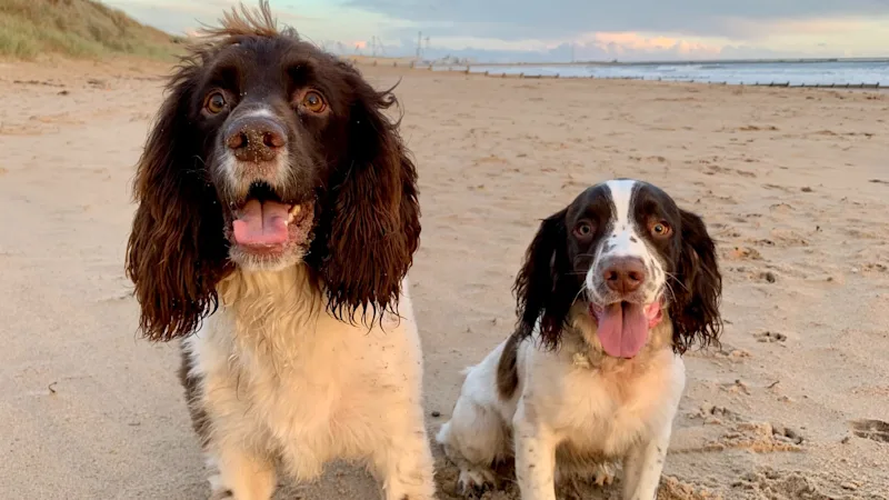 Two spaniels on the beach in the UK