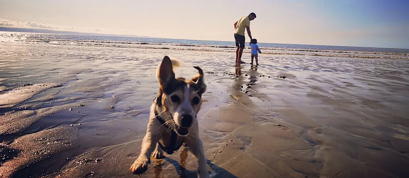 Dog running on the beach