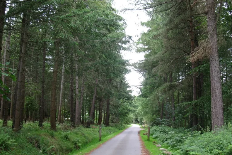 A walk through the forest in Culloden Wood near Inverness, Scotland, UK