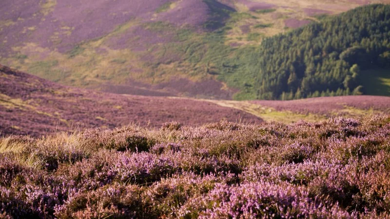 Scotland Pentlands Hill Pentland heather bloom