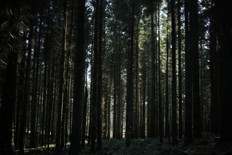 Walking through the trees in Kirkhall Forest, Aberdeen, Scotland, UK