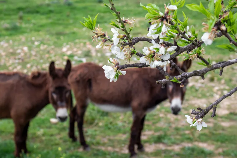 Zwei Esel auf Mallorca mit Mandelblüten im Vordergrund.