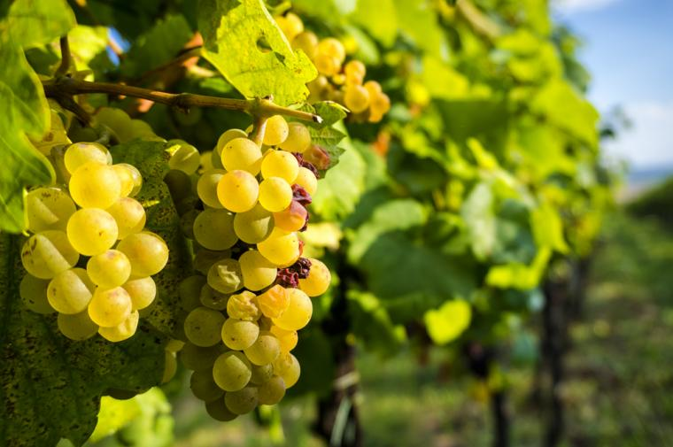 Smak flotte viner på ferie i Pomurska