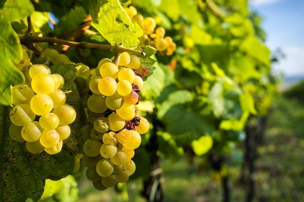 Vinproduktion i Pomurska