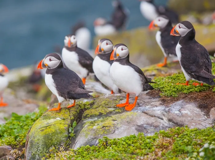 Puffins in Farne Islands