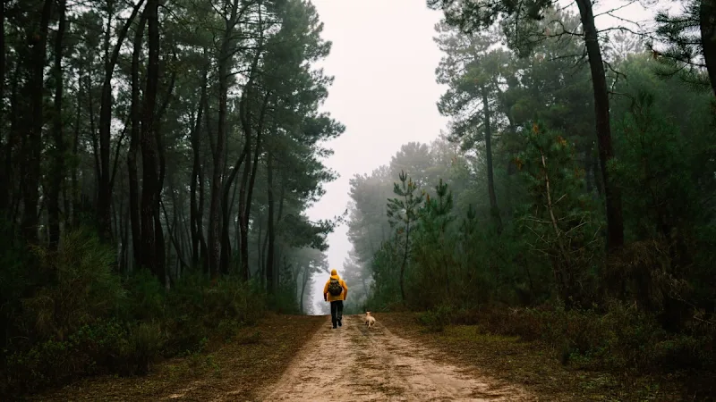 Spaziergänger mit Hund im Wald.