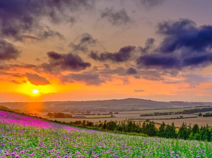 Summer sunset over the Meon valley towards Beacon Hill with a field of thistles catching the golden light.