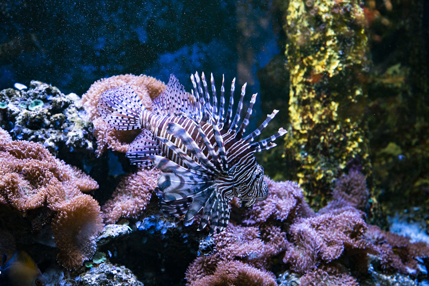 Aquarium | Särkänniemi