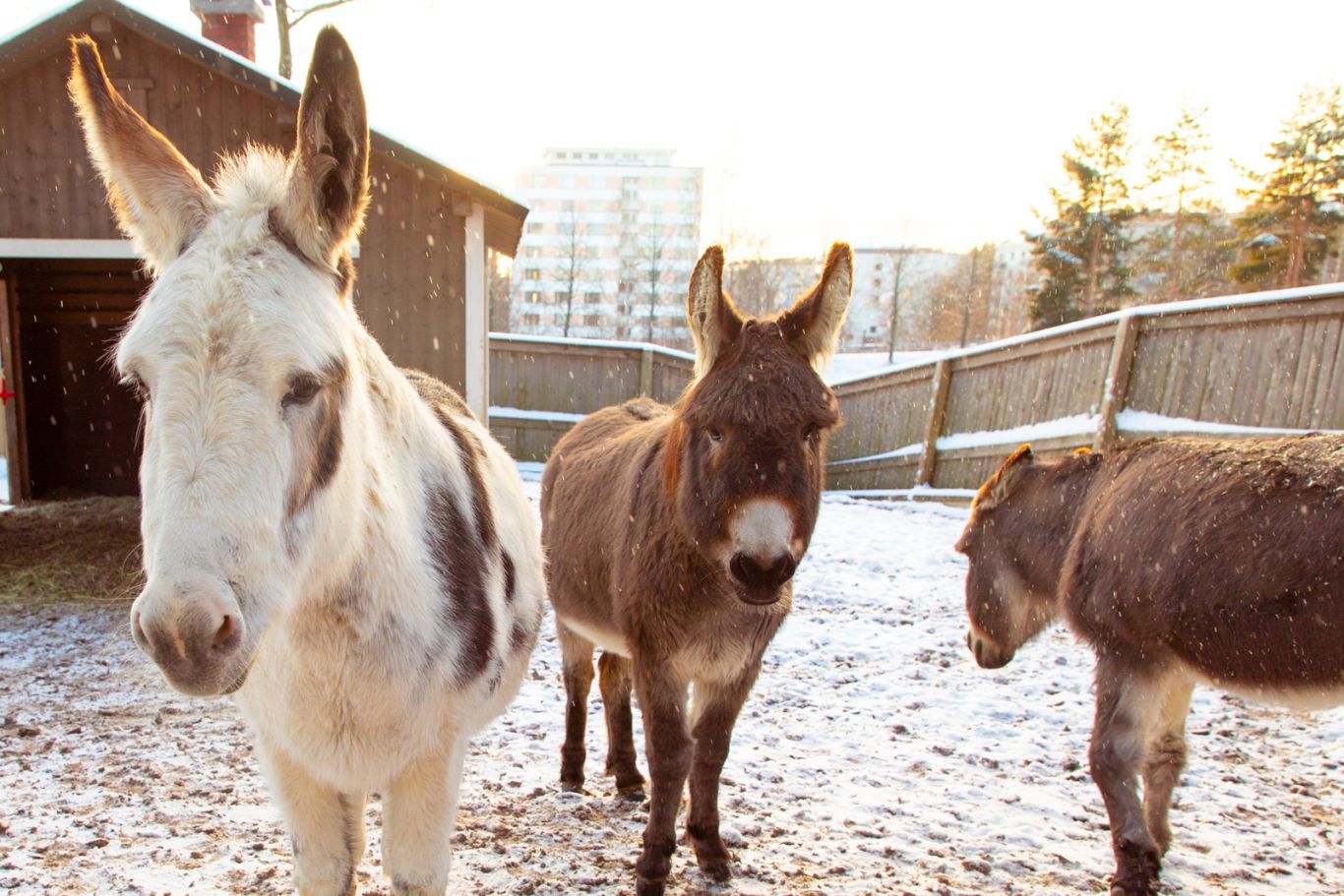 Donkeys during Doghill Christmas