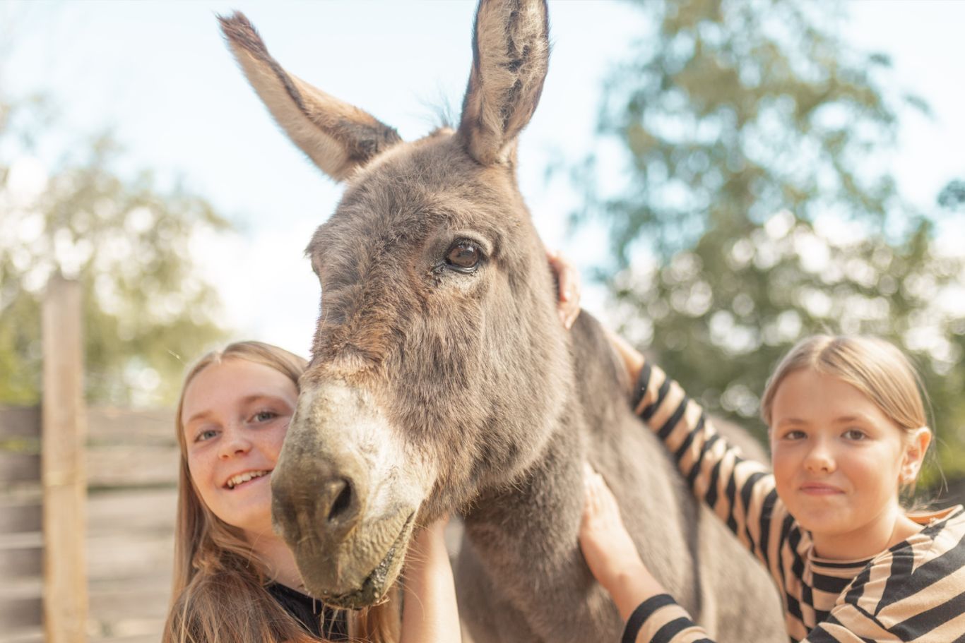 Donkey with kids