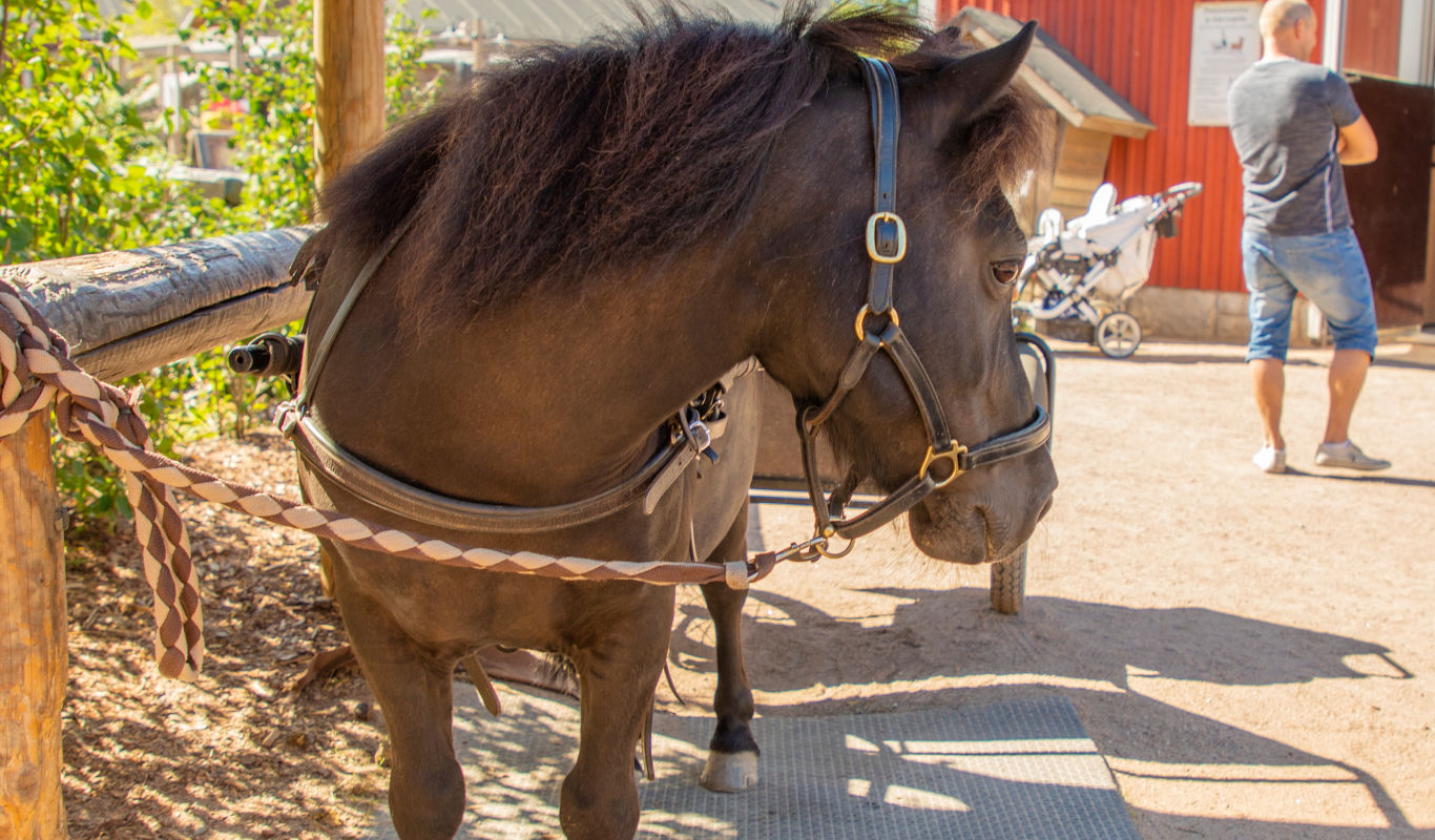 Valjastettu poni Särkänniemen Koiramäessä.