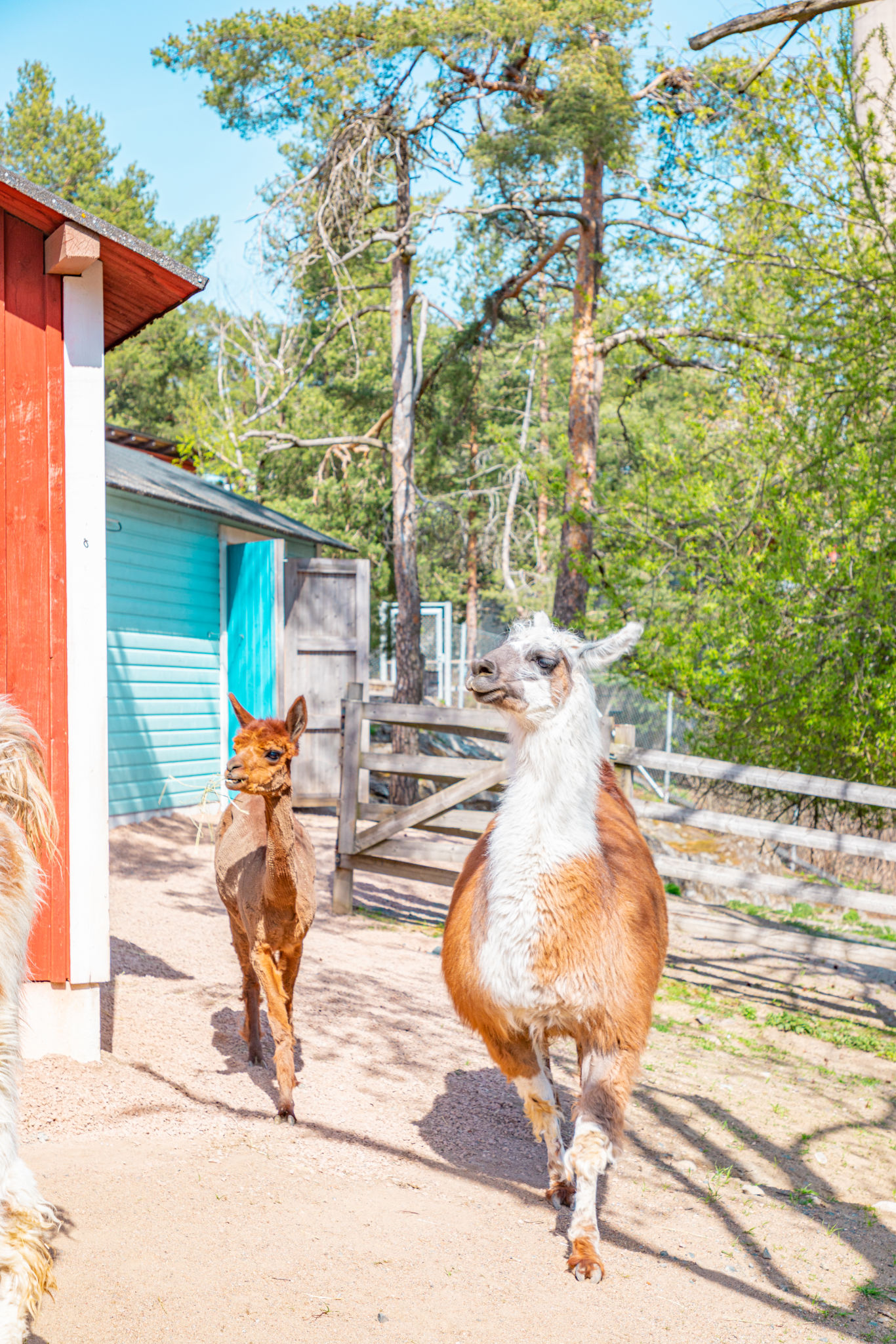 Laama ja alpakka Särkänniemen Koiramäessä.