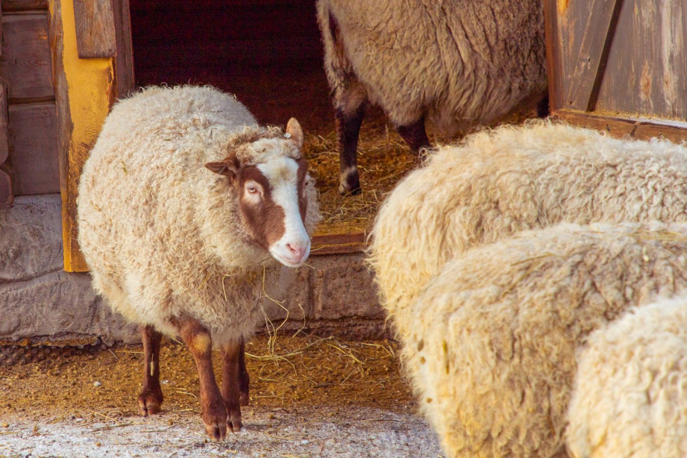 Särkänniemen Koiramäen lammas.