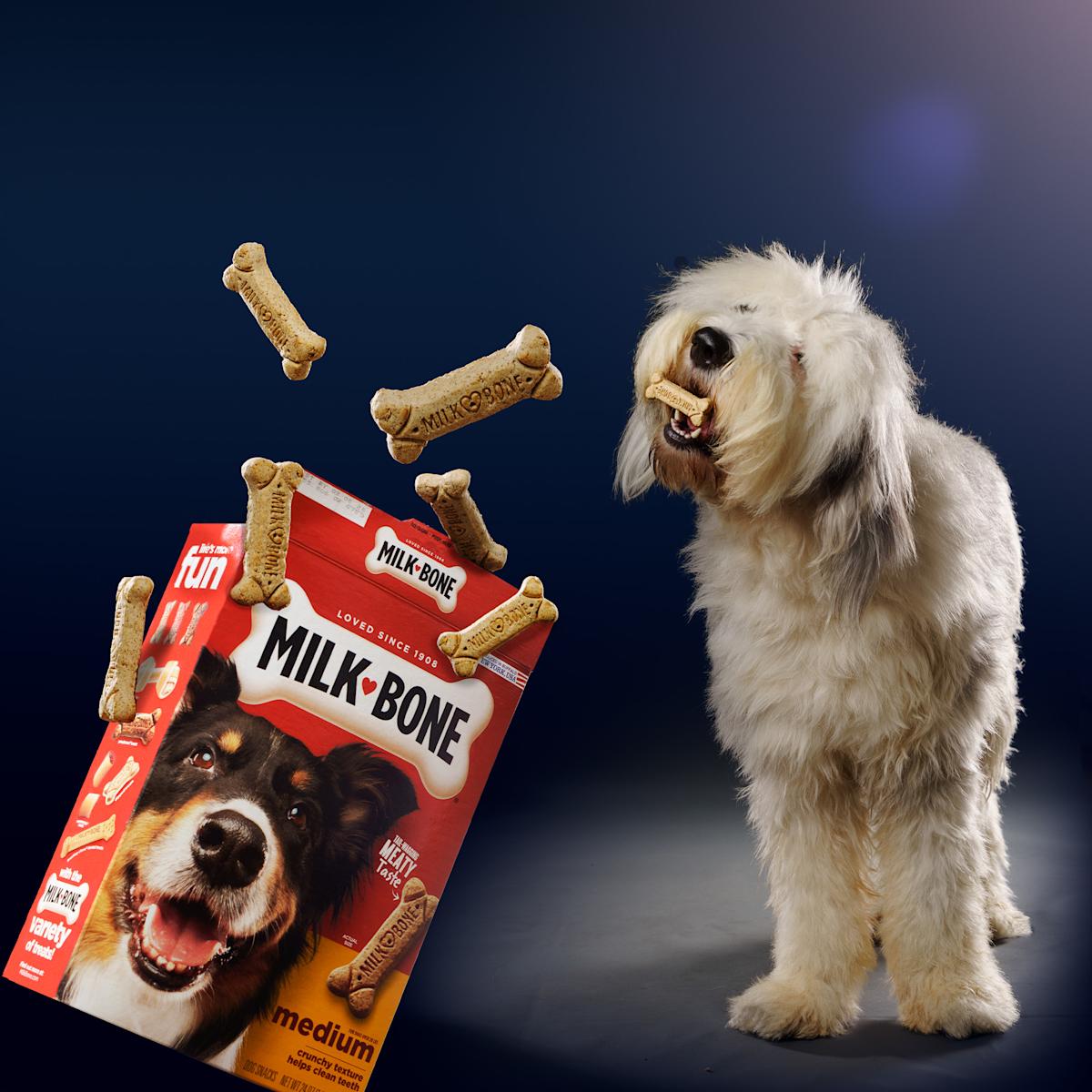 A very handsome dog catching a treat thrown to him