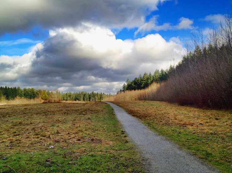 Green Timbers Urban Forest with fluffy clouds