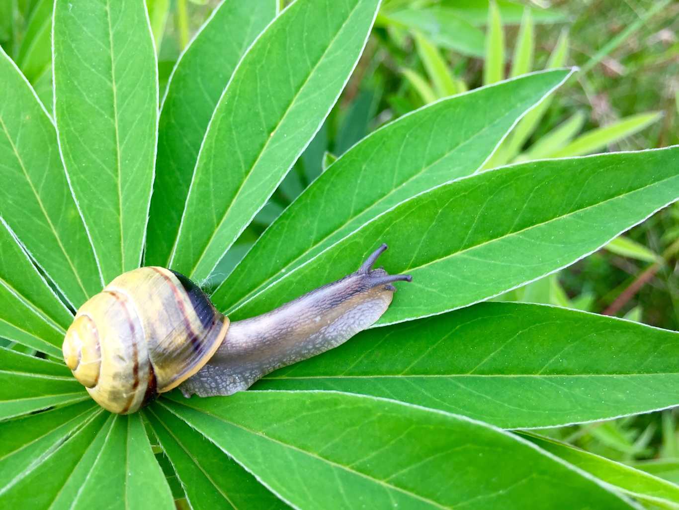 Kaprekar Calculator Jdhorn kaprekar-calculator-jdhorn