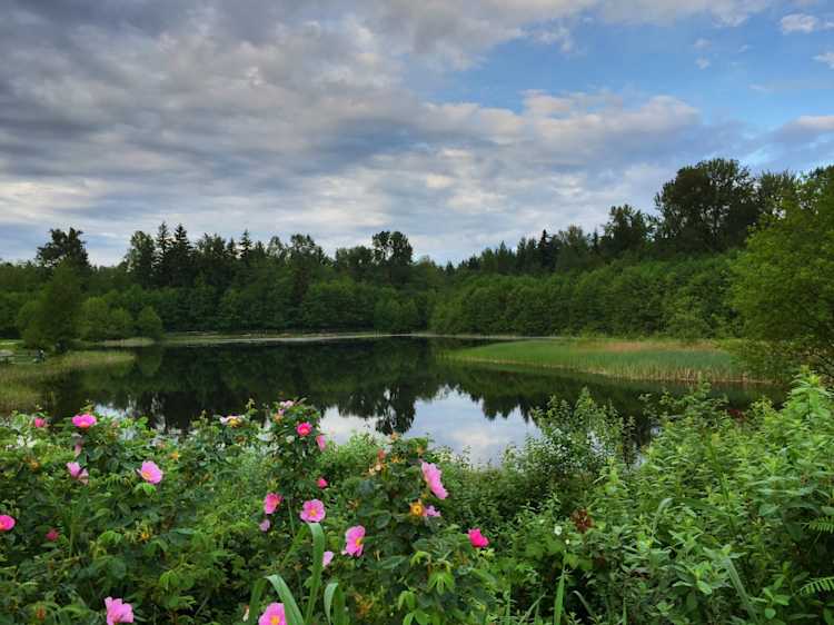 Green Timbers Urban Forest lake and Spring blossoms