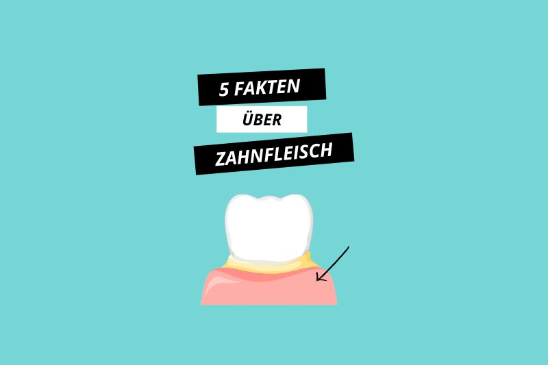 Fakten über den Zahnaufbau