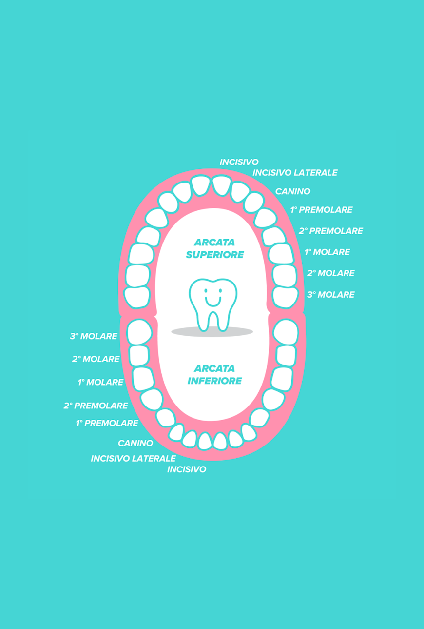 Illustrazione nomi dei denti e posizioni sulle arcate