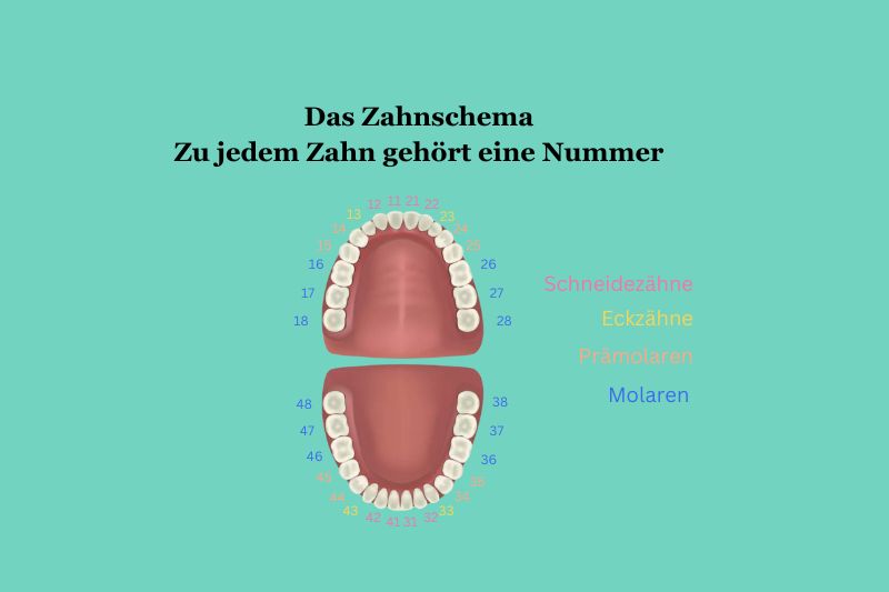 Illustartion – Das Zahnschema (Nummerierung der Zähne)