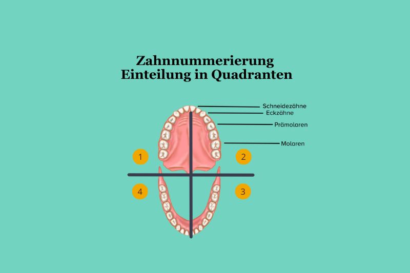 Zahnnummerierung Einteilung in Quadranten