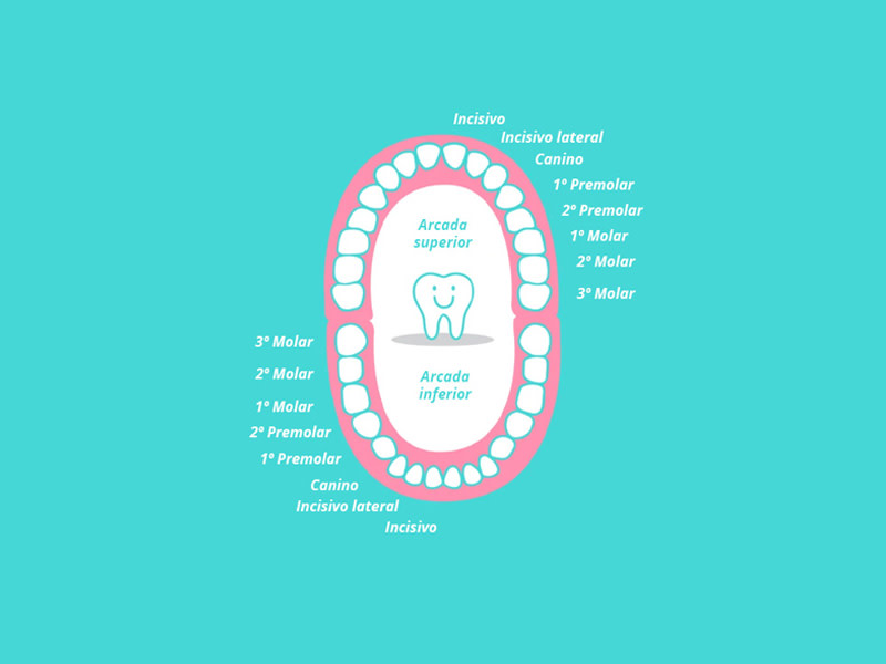 Ilustración explicativa con los tipos de dientes