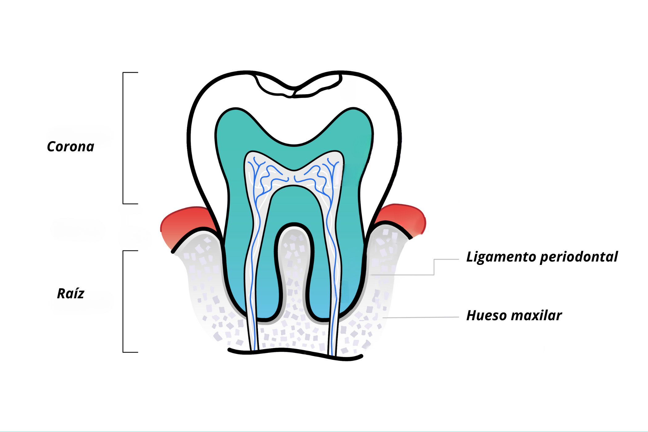ilustración de la anatomía del diente