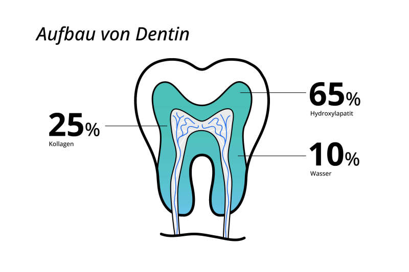 Woraus bestehen Zähne? Der Zahnaufbau
