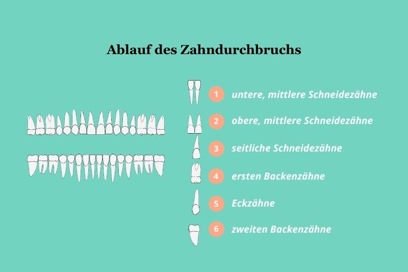 Ablauf des Zahndurchbruchs