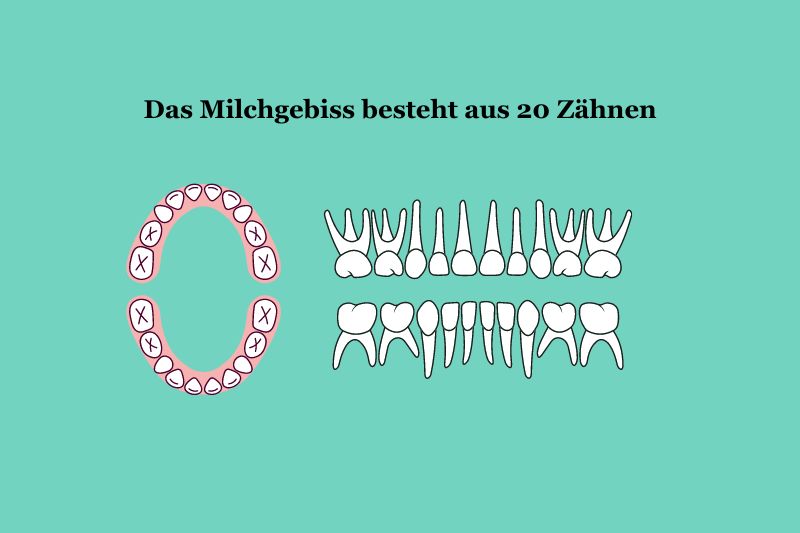 Das Milchgebiss besteht aus 20 Zähnen