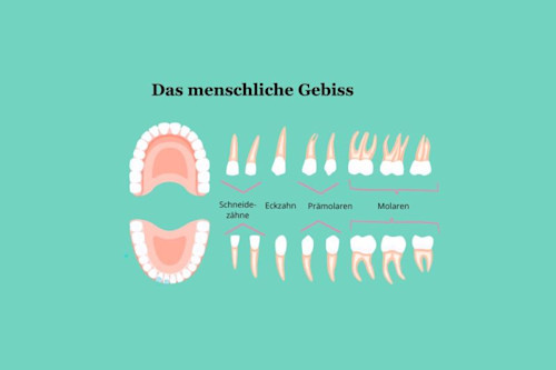 Das Gebiss entdecken – Funktionen einzelner Zähne erklärt