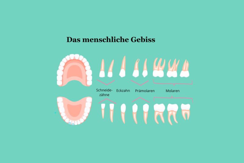 Das Gebiss entdecken – Funktionen einzelner Zähne erklärt