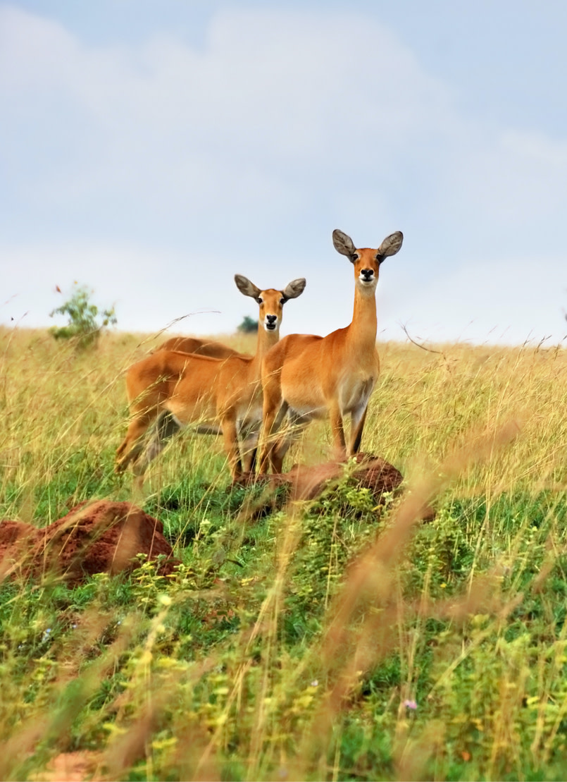 Bucks Standing in Field on Safari in Uganda - ROAR AFRICA