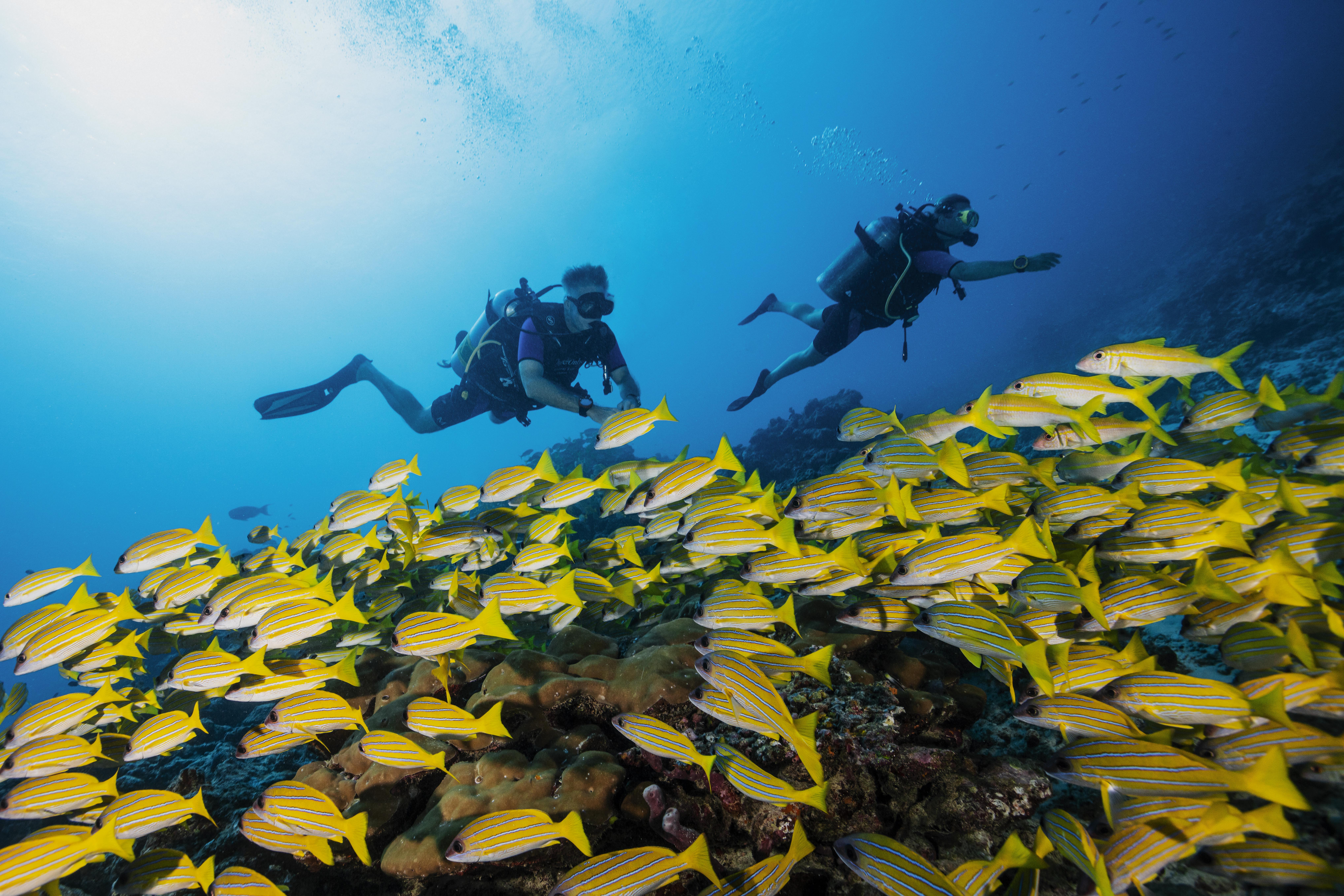 Scuba Diving with the fish in Maldives