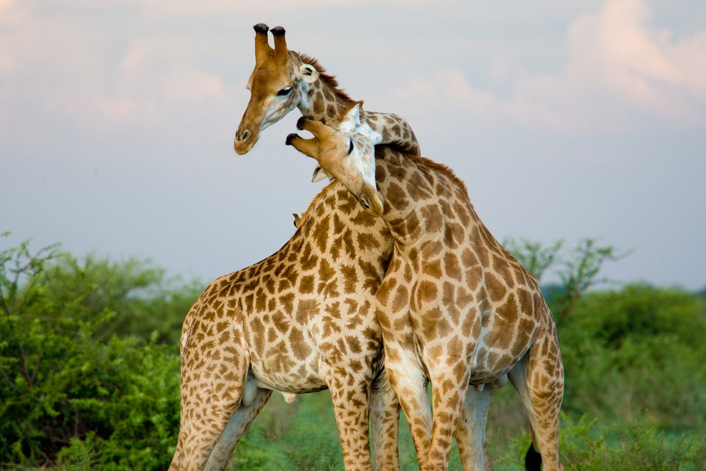 Giraffe necking couple
