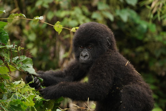 Gorilla baby picking leaves Rwanda 