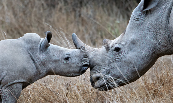 RA Wildlife Mother with baby Rhino heads together Solio Kenya