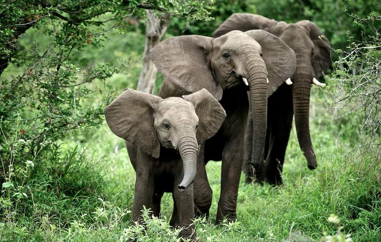 Singita Sweni Lodge Elephant Family
