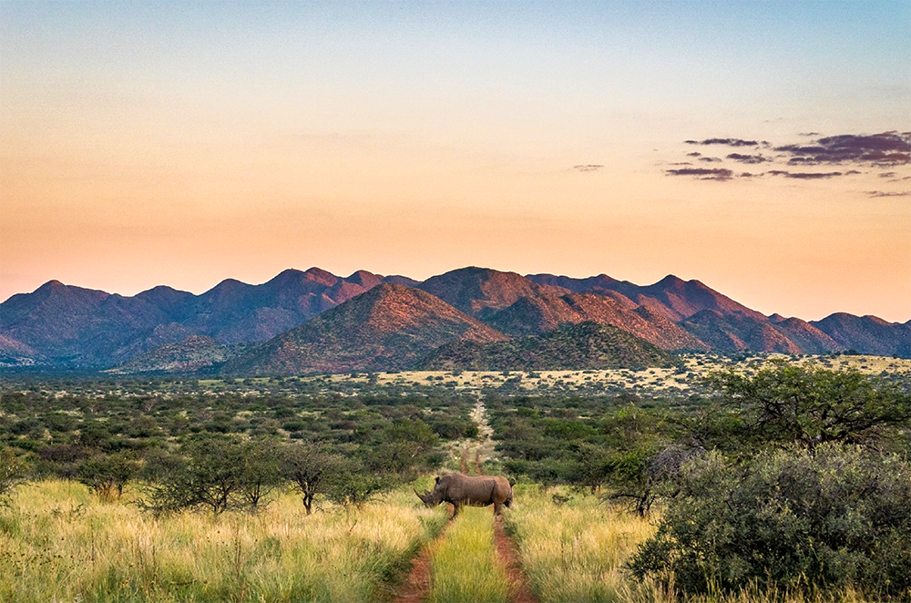 Family Travel Safaris