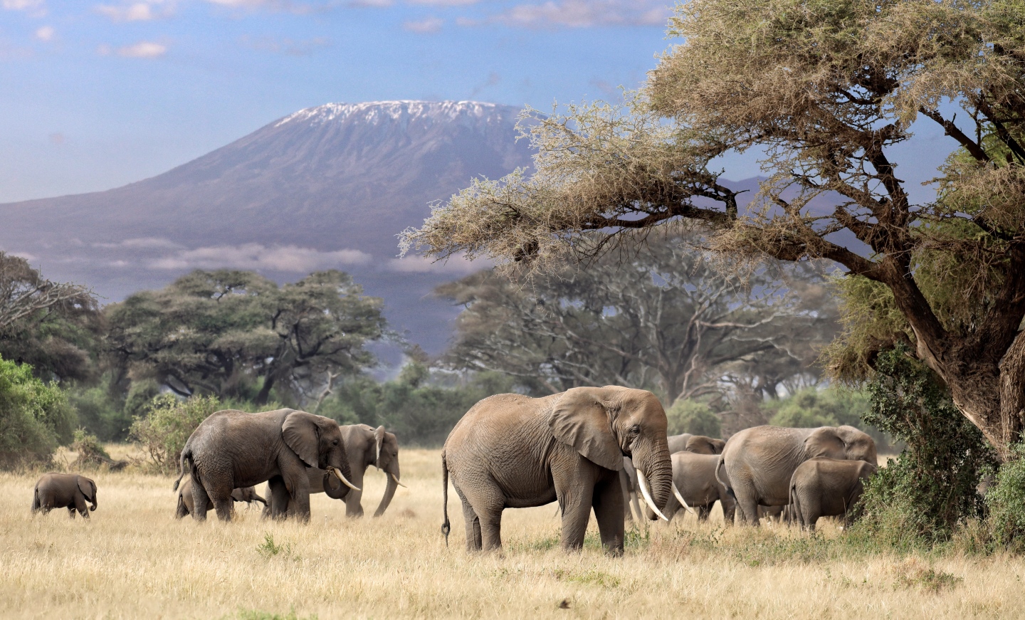 Elephants at Mt Kilimanjaro Amboseli Kenya 