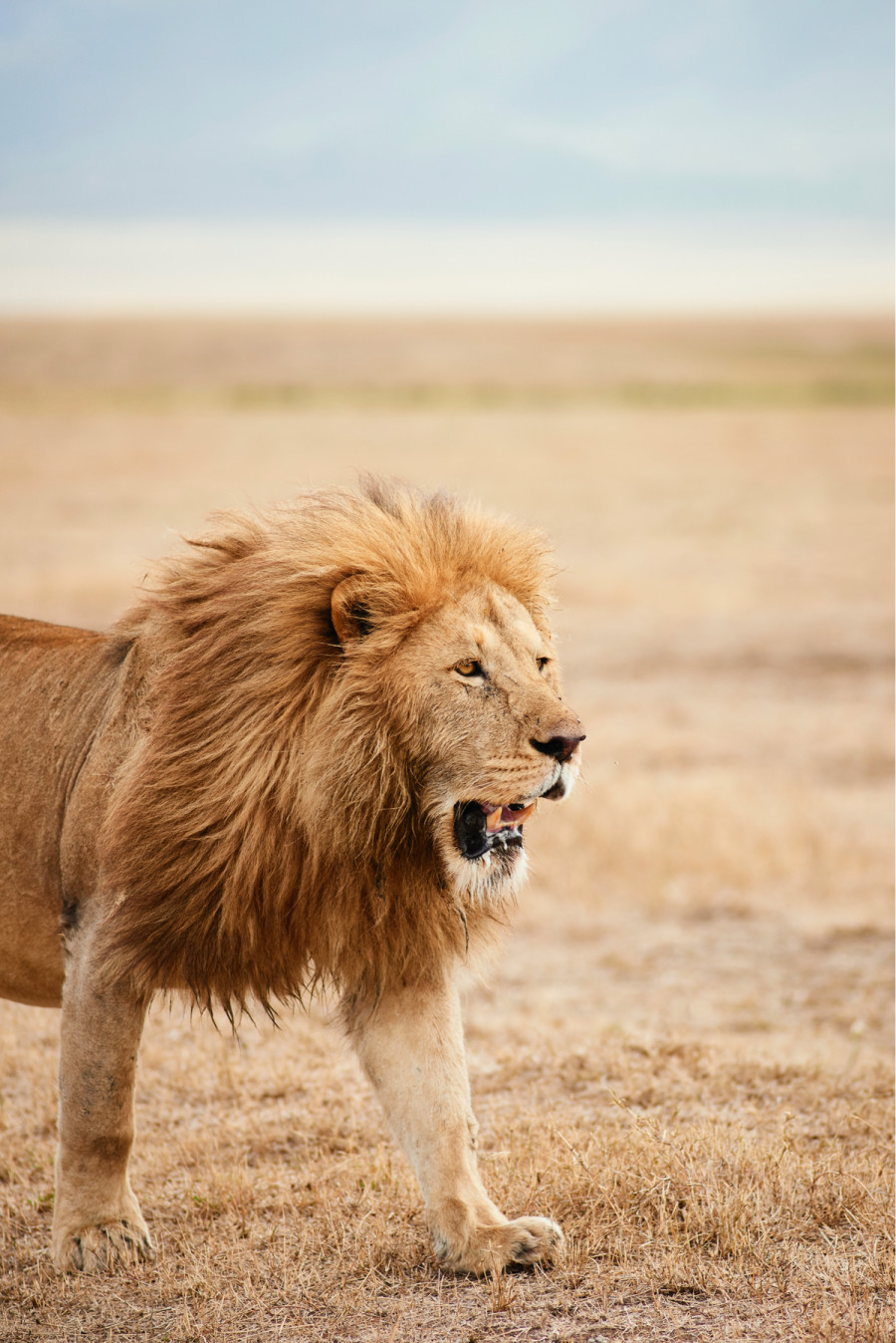 Lion Roaming on Game Safari in Tanzania - ROAR AFRICA